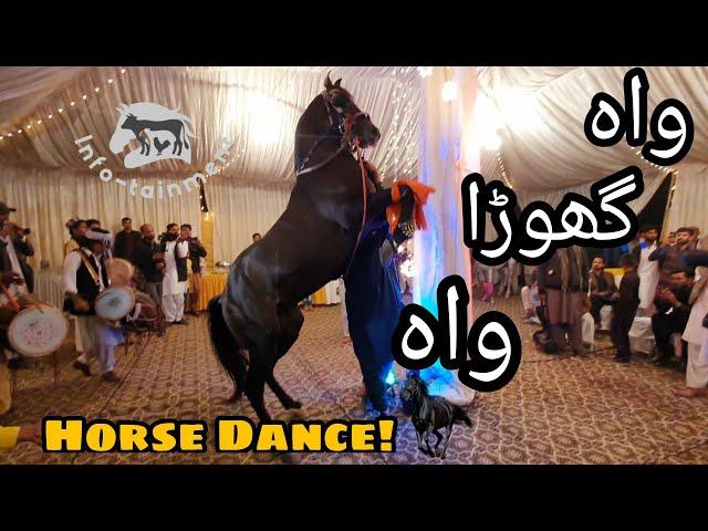 Amazing Horse Dance with Dhool in Pakistan || Mehndi Function in Islamabad