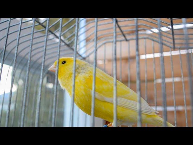 Υour Canary Will ΒΕ UNSTOPPABLΕ!!! Canary singing video