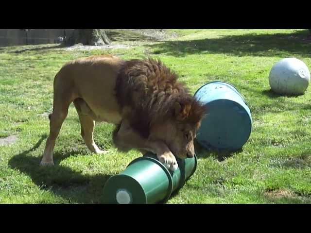 Cape May County Zoo, Bru's New Toy