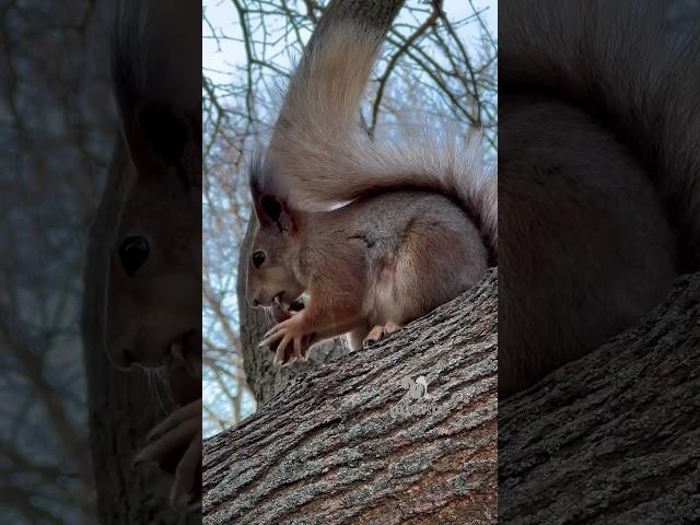 How a Squirrel Cracks a Whole Nut – Watch the Perfect Split!