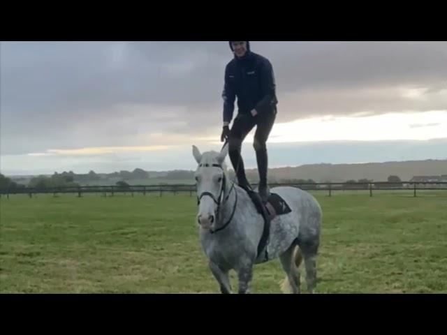 DRUMMER 17.2hh, 11yo GELDING