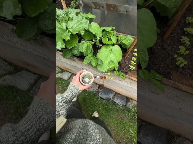 Greenhouse moments. ️ #vlog #garden #gardening #greenhouse #greenhouses #vlogger #rainyday #dil