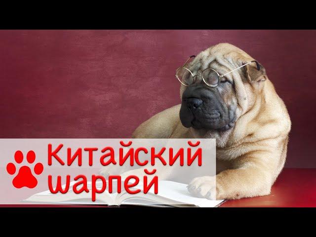 Китайский шарпей | Характер, уход и воспитание