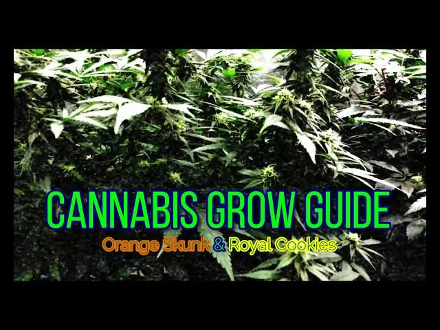 Royal Cookies & Orange Skunk Week 4 Flowering Giant Cola's