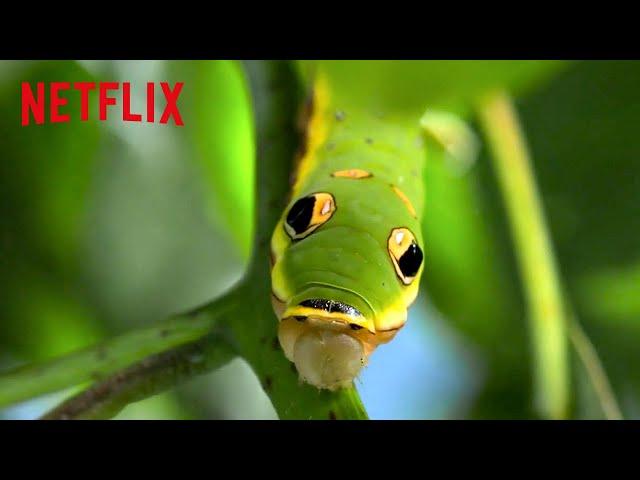 Animal Mimicry + Camouflage | Life in Color with David Attenborough | Netflix After School