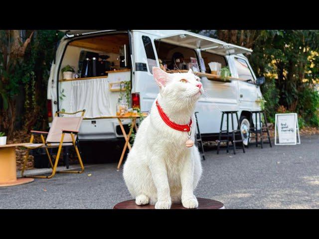 Cafe Vlog Mini Coffee Shop Van Bar Mobile Kopi Barista Dream Small Business Ideas Relaxing Mood Cat