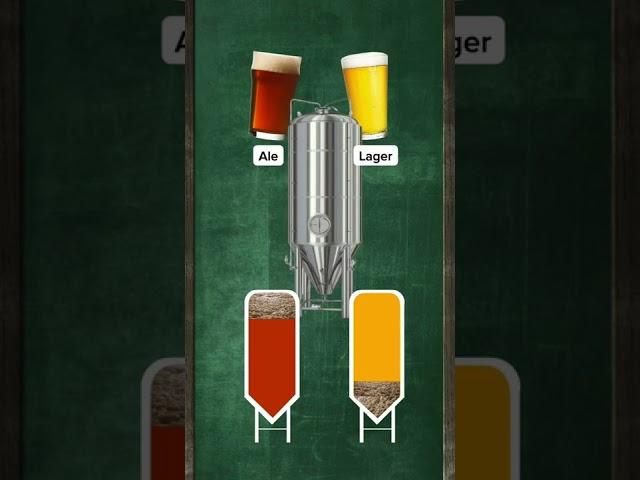 What's the difference between Ale & Lager? #shorts