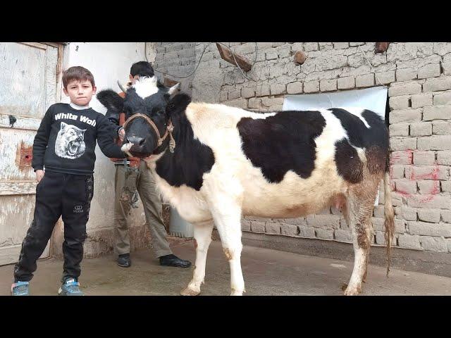 Бехтарин Гови бугузи наздик ба фуруш мондем. Ватсап 907 30 60 40