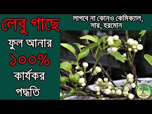 লেবু গাছে ফুল আনার ১০০% কার্যকর পদ্ধতি / 100% effective method of bringing flowers on lemon plant