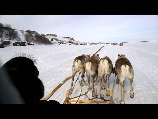 День оленевода. Катание на оленях.