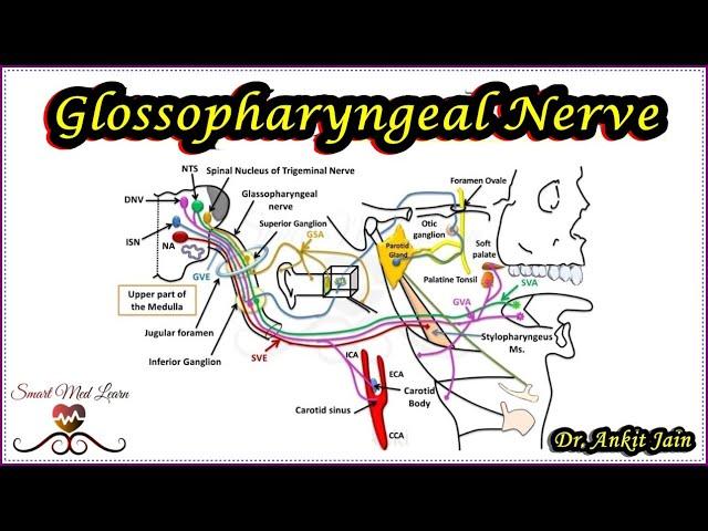 Glossopharyngeal Nerve / Anatomy / Cranial Nerve IX / XI Cranial nerve / Functional components