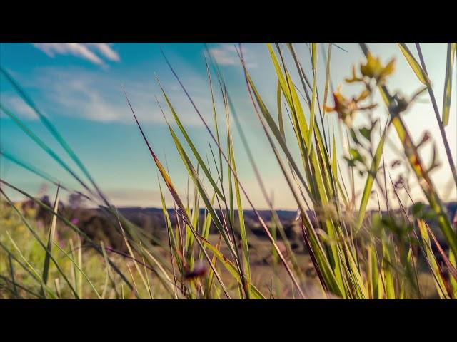 Timelapse field grasses in the wind 4K/Таймлапс полевые травы на ветру