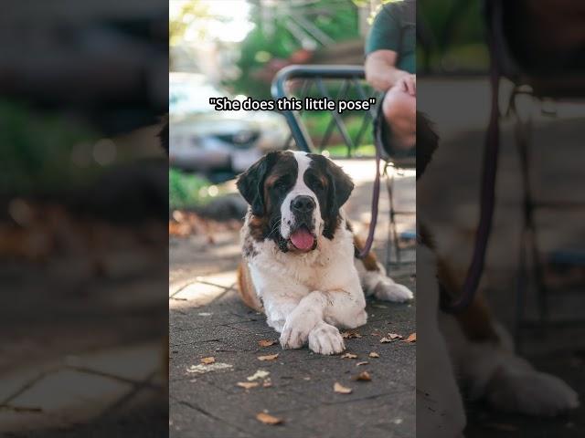 Funny Street Portraits with a St. Bernard! | Dog Photography in the Fall  | Sony A7CII, 35mm + 85mm