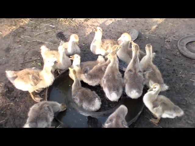 Кормление гусей .мои гуси в месячном возрасте.Feeding the geese .moi geese in the months of age.