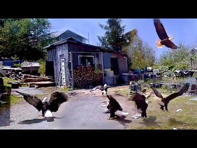 Dozens Of Huge Bald Eagles Swarm & Scare My Wife In Fisherman's Backyard!