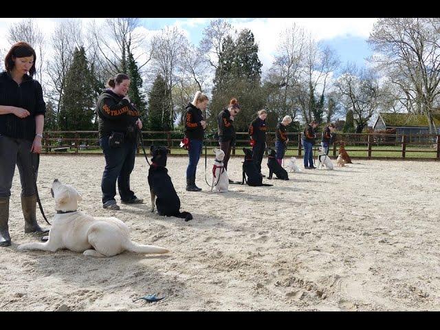 Behind the scenes residential dog training - see how we train!  Adolescent Dogs