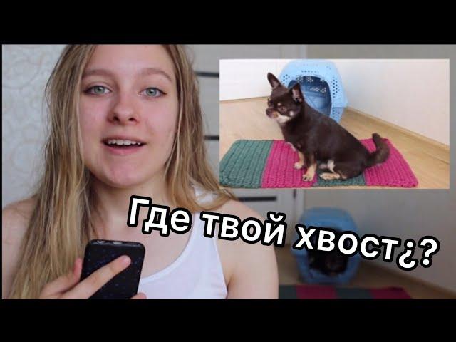 ТРЮК "ГДЕ ТВОЙ ХВОСТ"