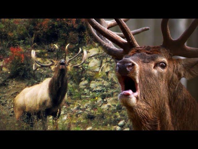 Red deer vs. Altay Siberian (maral) deer - Roaring | Film Studio Aves