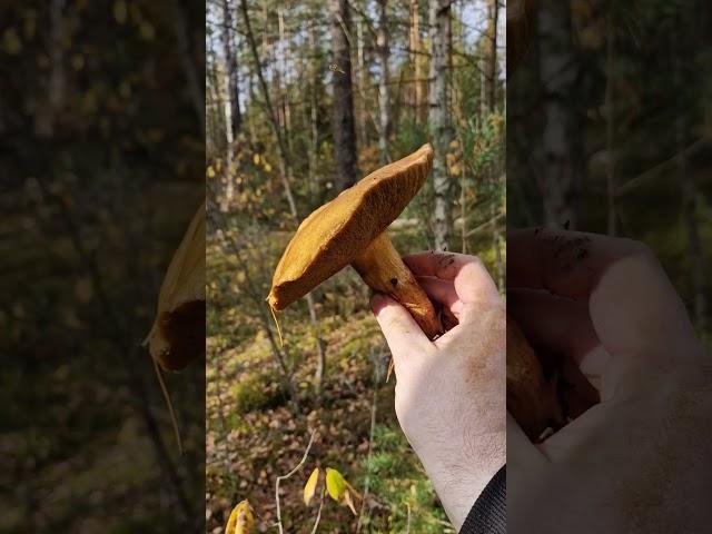 Picking Wild Edible Mushrooms of the Forest! Suillus variegatus, Leccinum, Boletus, Russula