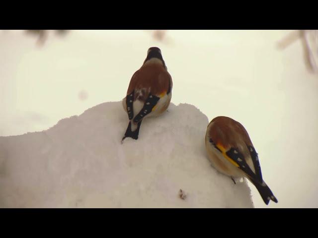 Красивые птицы зимой. Зимующие птицы у кормушки. Birds Russia.