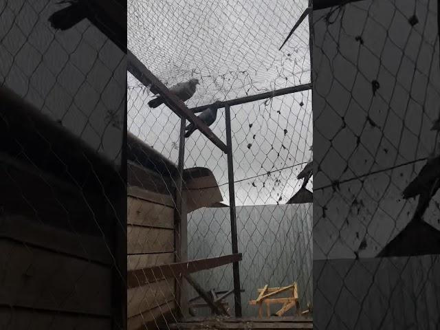 Уральские голуби Василий Геннадьевича