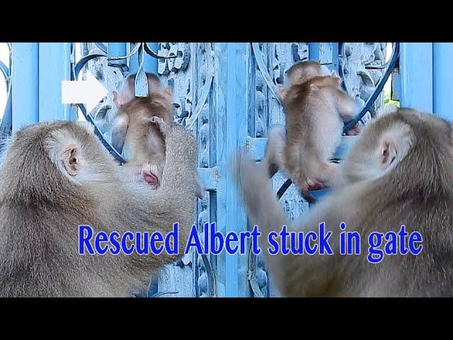 So Great Mama Ally Quickly Rescue Baby Albert Stuck In The Gate