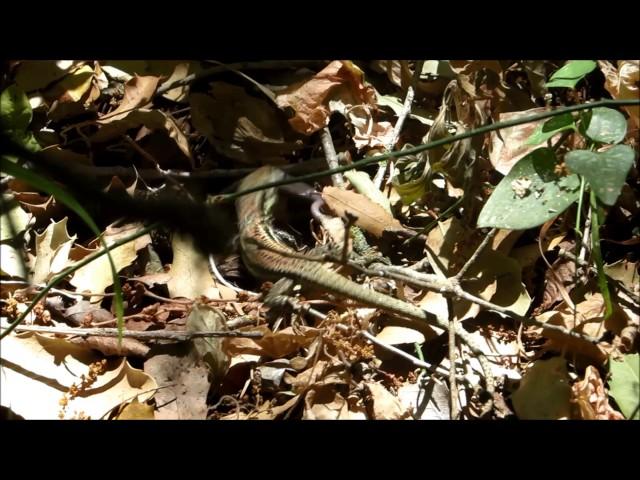 Phoenicolacerta troodica vs Ablepharus budaki - Cyprus