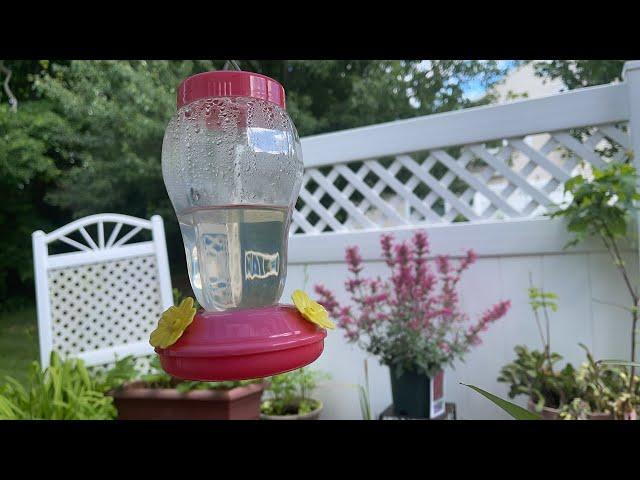 MRS. G  ADVENTURES is going live! ️HUMMINGBIRD LIVE️