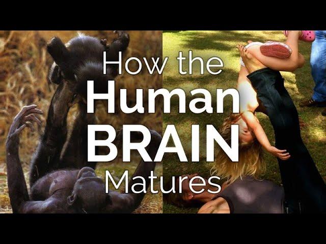 CARTA: The Science Behind the Gradual Human Brain Maturation