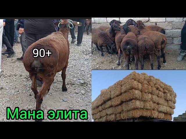 Сурхондарё узун якшанба қўй бозори