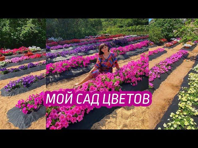 МОЙ САД ЦВЕТОВ 2021, как в Дубае )