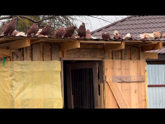 Голуби Николаевские, 23 января - Весна