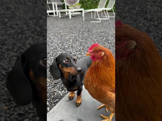 Coco has an obsession with the chicken. #dachshund #unlikelyfriends #dogs
