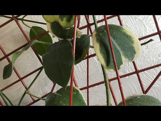 19.09.24 Дешево і класно! Купила утримувачі для рослин.#plants #hoya #украіна