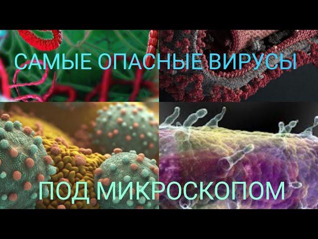 Самые Опасные Вирусы для Человека | Под Микроскопом