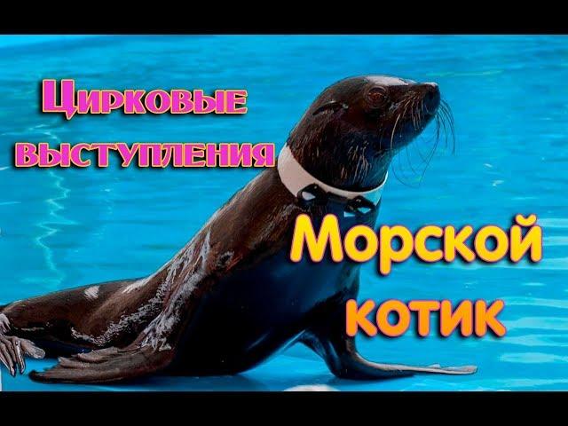 Морской котик. Цирковые выступления