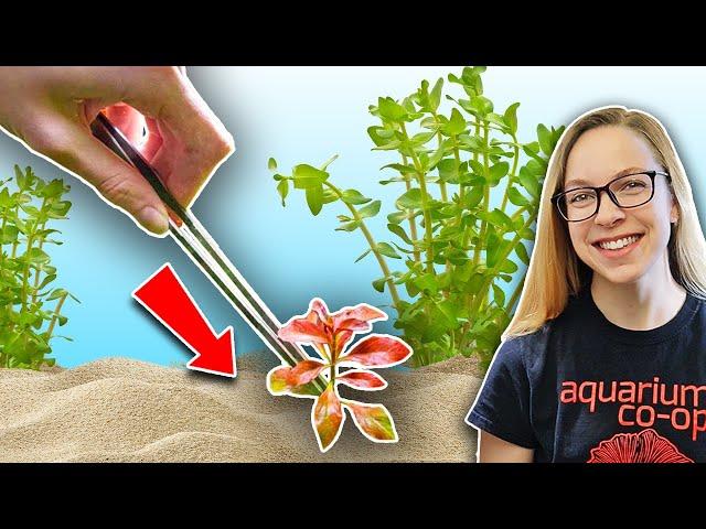 Beginner's Guide: How to Plant Live Aquarium Plants