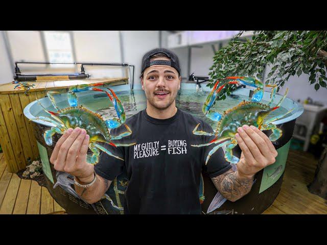 Buying BIG CRABS for My SHARK POND!!