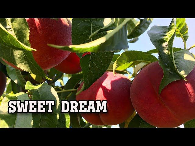 Персик СВИТ ДРИМ /SWEET DREAM/ - серьезный конкурент!!!