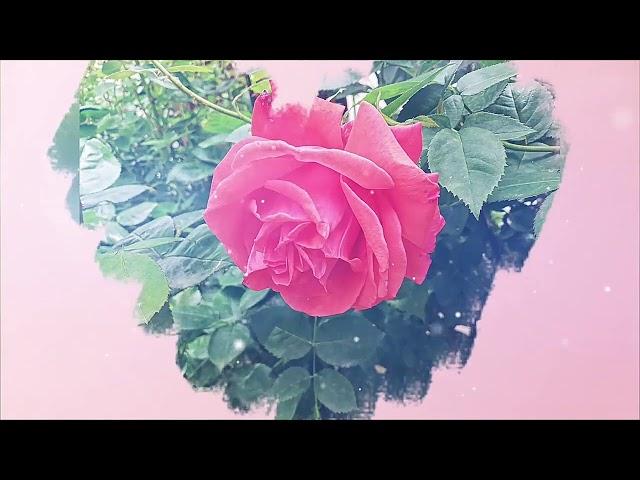 Sonja Radojković ft. Zeljko Joksimović - Balkanska saga