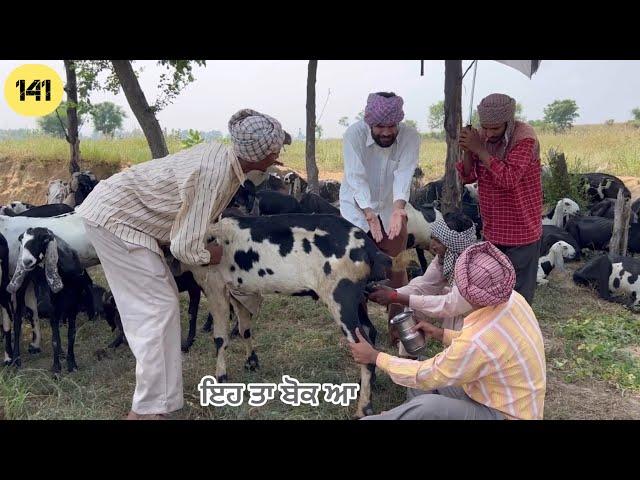 THARKI BABAA 141 || ਠਰਕੀ ਬਾਬਾ 141 || SEASON 02 || 2024 || Bakhipaad || Producerdxx