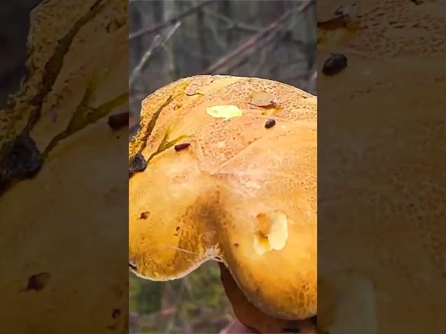 Маслёнок желто-бурый (Suillus variegatus) short #shorts