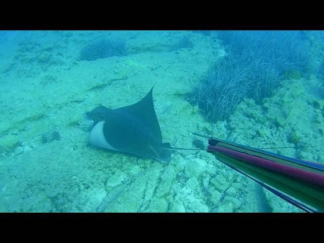 Spearfishing Stingrays - Vatoz – Zıpkınavı - MIDLAND XTC-270 (MIDLAND XTC-280) - I DIDNT KILL !!!