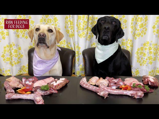 【ASMR】 Dogs eating Raw Meats