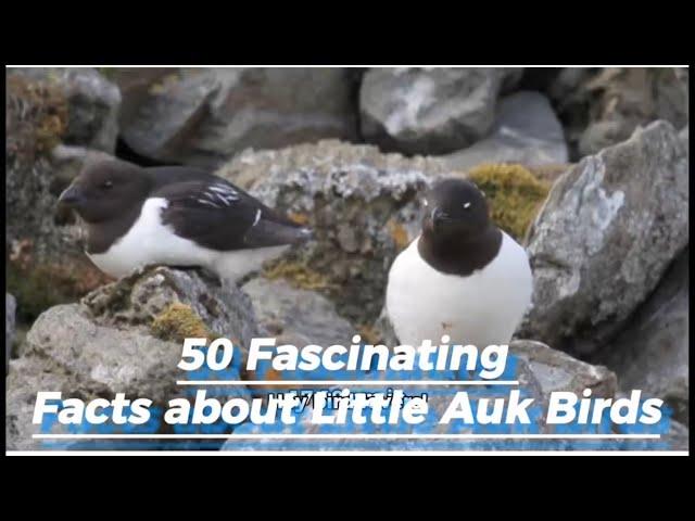 50 fascinating facts about Little Auk birds .