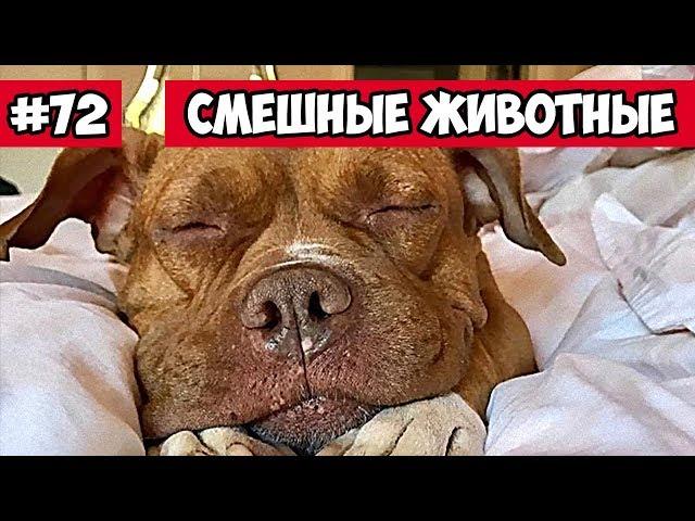 Смешные животные - питбули | Bazuzu Video ТОП подборка ноябрь 2017