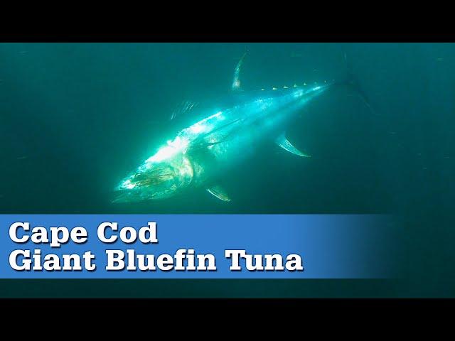 Cape Cod Giant Bluefin Tuna | S17 E08