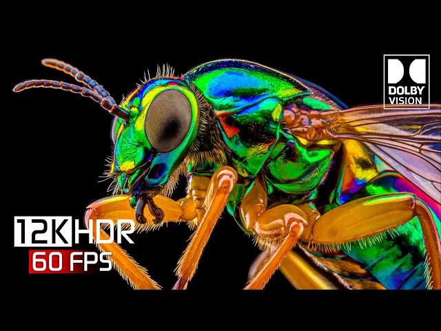 Attractive Colors 12K HDR Video ULTRA HD Dolby Vision (4K / 8K TV)