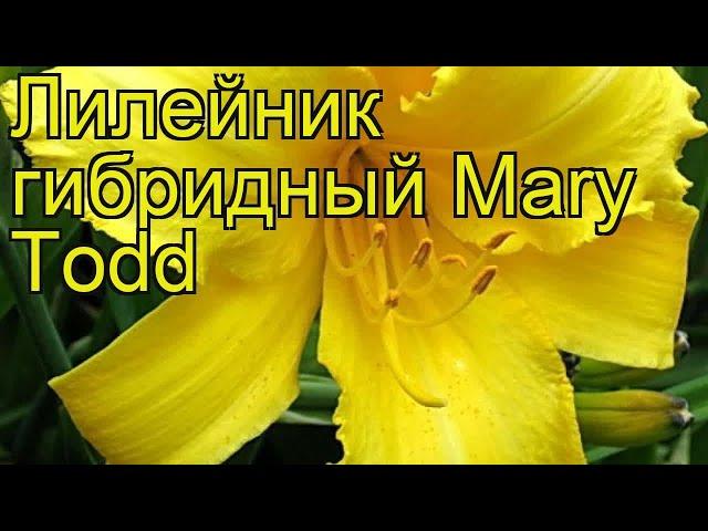 Лилейник гибридный Мери Тодд. Краткий обзор, описание характеристик hemerocallis Mary Todd