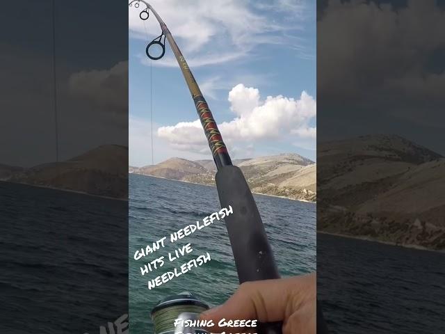 Giant Needlefish “cannibalizes” live needlefish bait￼! Fishing Greece #shorts